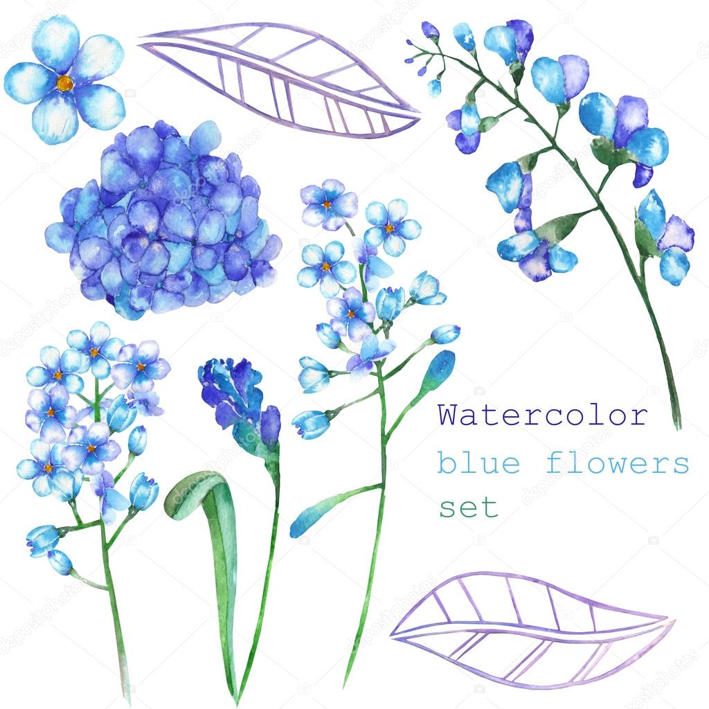 A set with the floral elements in the form of watercolor blue flowers, blooming flowers (Hydrangea, Myosotis) for a decoration