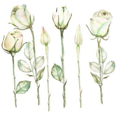 Bir resimde güzel suluboya ihale sepya gül ile