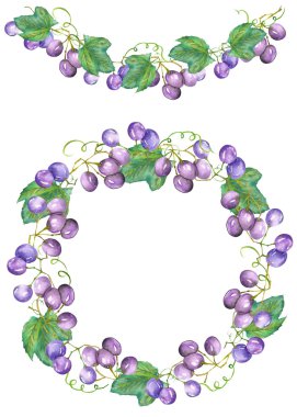 Frame border, garland and wreath of the bunches of blue (red, violet) grapes, painted in a watercolor on a white background, greeting card, decoration postcard or invitation