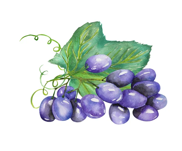 Imagem do cacho aquarela de uvas azuis. Pintado à mão desenhado em uma aquarela em um fundo branco . — Fotografia de Stock