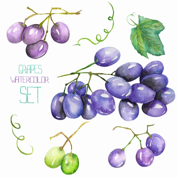 Immagine frutto incastonato con l'isolato grappolo d'acquerello di uva, elementi di frutta. Dipinto disegnato a mano in acquerello su sfondo bianco . — Foto Stock