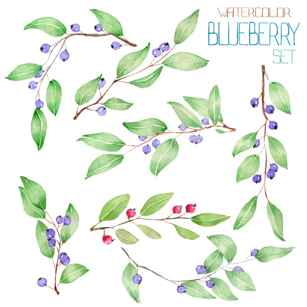 A set with the floral decorative elements in the form of the watercolor branches of blueberry, for a decoration — ストック写真