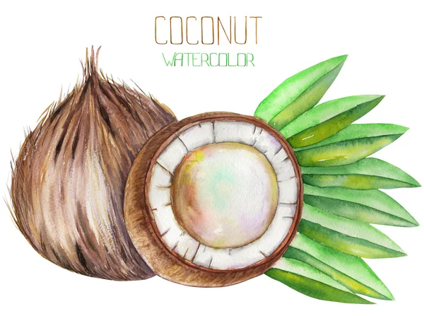 Image of the watercolor coconut. Painted hand-drawn in a watercolor on a white background. — Stock fotografie