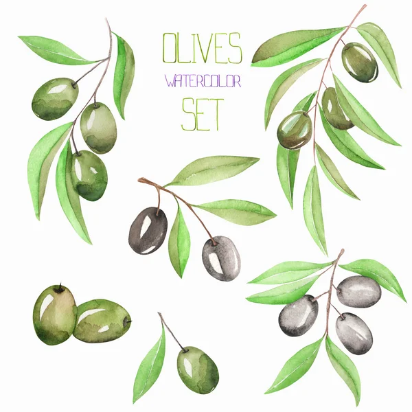 A set with the floral decorative elements in the form of the watercolor branches of the green and black olives, for a decoration — Stockfoto