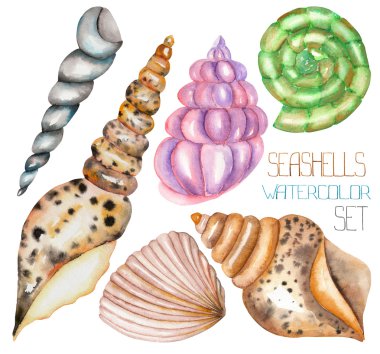 A set with the watercolor shells clipart