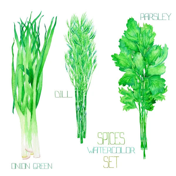 Satu set dengan rempah-rempah cat air: bundel-bundel bawang hijau, dill, peterseli, cilantro . — Stok Foto