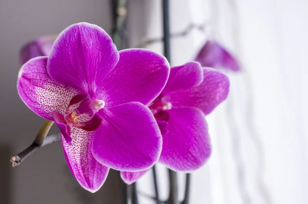 Fleur d'orchidée rose . — Photo