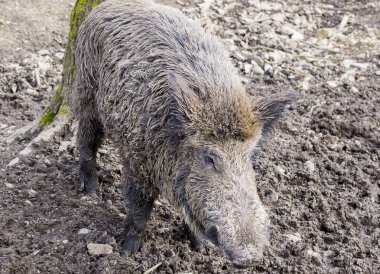 Ormanda yaban domuzu.