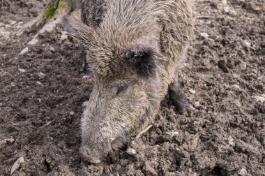 Ormanda yaban domuzu.