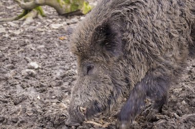 Ormanda yaban domuzu.