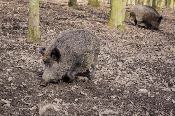 Wild boar in the forest. — Stock Photo, Image