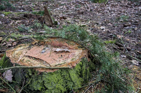 Pahýl vykáceného stromu. — Stock fotografie