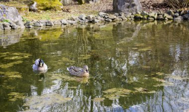 Yaban ördekleri suda yüzen.