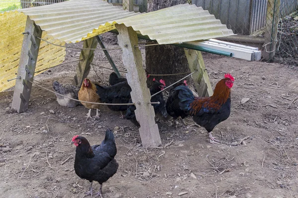 Chickens in the pen. — Stock Photo, Image