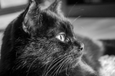 siyah kedi mesafe içine görünüyor.