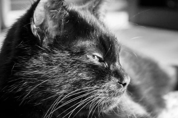 siyah kedi mesafe içine görünüyor.