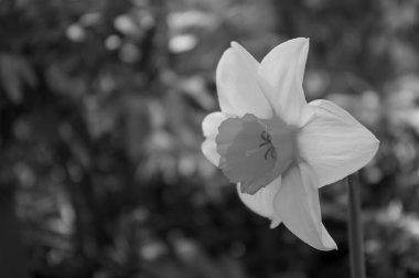 Nergis güzel çiçek