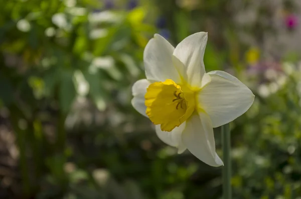 Belle fleur de Narcisse — Photo