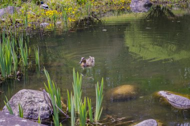 Küçük bir gölde yüzen ördek.
