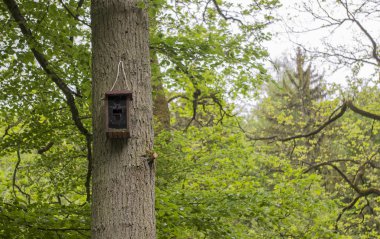 Ağaçtaki kuş evi..