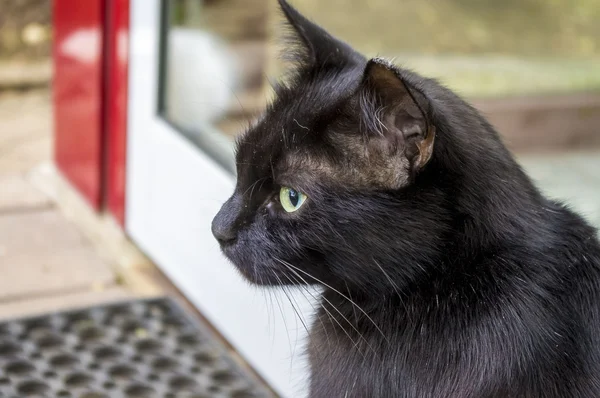 Gato negro mira a la distancia . —  Fotos de Stock
