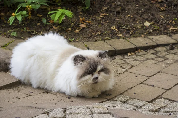 Gato persa sentado y mirando . —  Fotos de Stock