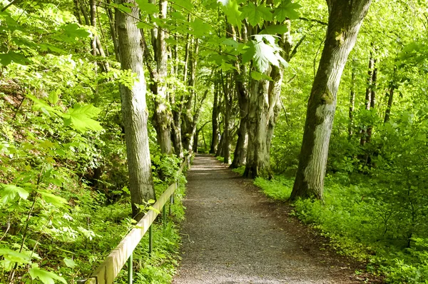 A estrada para passeios na floresta . Imagens Royalty-Free