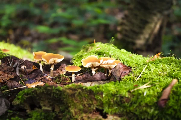 Cogumelos em um velho toco de árvore . Imagem De Stock