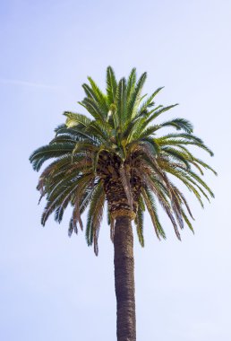 Mavi gökyüzüne karşı palmiye ağaçları.