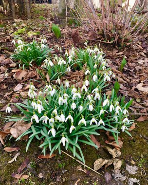 Bahar çiçekleri. Kar damlaları. Almanya. 2021
