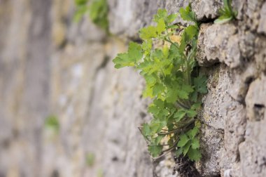 Yeşil çimenler dikey bir duvarda büyür..