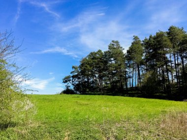 Kır manzarası. Yeşil çimenler. Uzun ağaçlar.