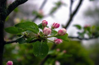 Elma ağacı çiçeklenmeye başlar.