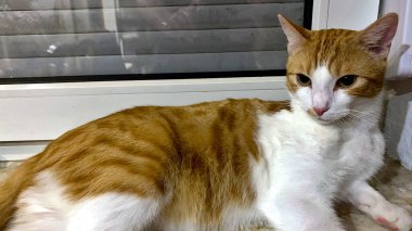 Kedi yerde yatıyor.