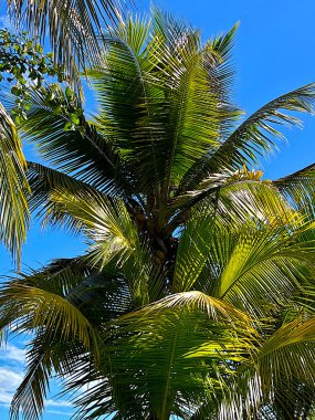 Mavi gökyüzü arka planında palmiye ağaçları