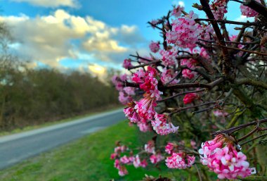 Almanya 'da bahar çiçekleri