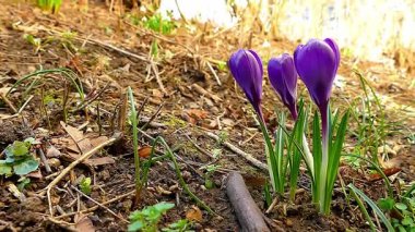 Topraktan çıkan narin mor kır çiçekleri baharın gelişini işaret ediyor..
