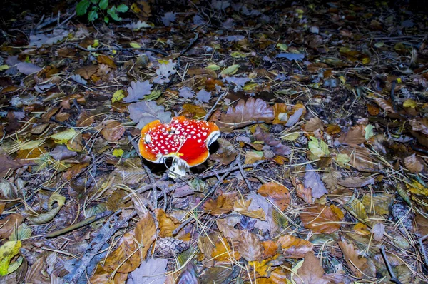 Mantar Amanita. Almanya. — Stok fotoğraf