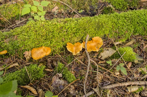 Drei gelbe Pilze. — Stockfoto