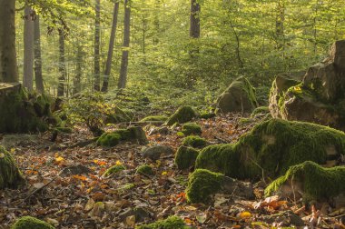 Yosun kaplı taşlar..
