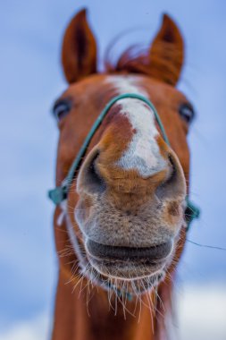 Atları portret gökyüzü üzerinde