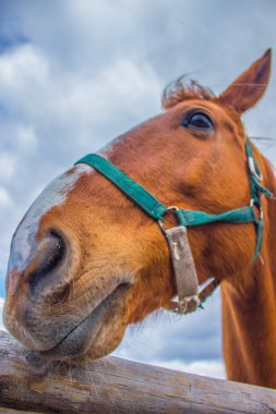 Atları portret gökyüzü üzerinde