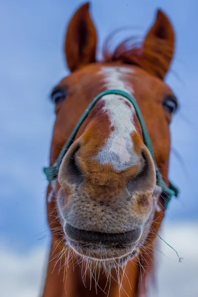 Paarden portret op de hemel — Stockfoto