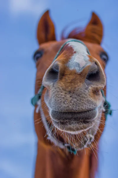 Atları portret gökyüzü üzerinde — Stok fotoğraf