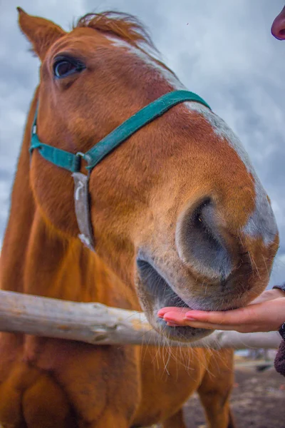 Portret de chevaux sur le ciel — Photo