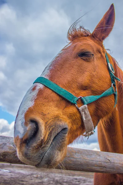 Pferdeportret am Himmel — Stockfoto
