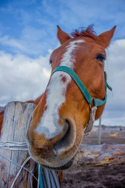 Pferdeportret am Himmel — Stockfoto