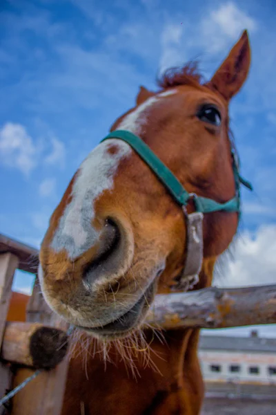 Pferd Lächeln Auf Dem Portret Hintergrund Himmel — Stockfoto
