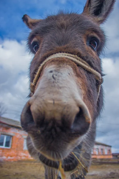 Burros portret en el cielo — Foto de Stock