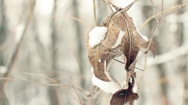 Ölü yaprak kış günü